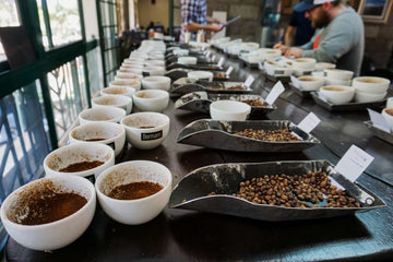 Cupping coffee samples for formal evaluation. Image Courtesy of Cafe Imports. 